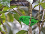 Glittering Green Tanager