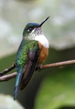 Violet-tailed Sylph (fem)