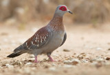 Speckled pigeon