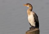 Reed  (long tailed) Cormorant