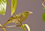 Village Weaver