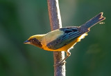 Burnisihed-buff Tanager