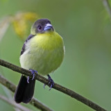 Lemon-rumped Tanager (fem)