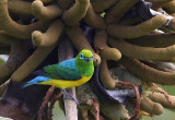 Blue-naped Chlorophonia