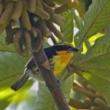 Gildet Barbet 