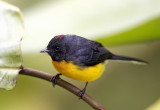 Slaty-troated Whitestart