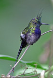  Wire-crested Thorntail