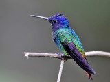 Golden-tailed Sapphire