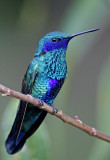  Sparkling Violetear