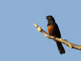 Lesser Seed-Finch