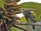 Gildet Barbet (fem)