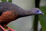 Sickle-winged Guan