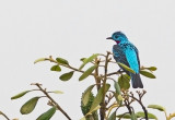 Spanged Cotinga