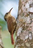 Scaled Woodcreeper