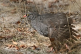 Red-billed Spurfow