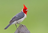 Red-crested Cardinal