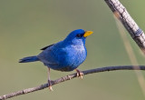 Blue (or yellow billed blue ) finch