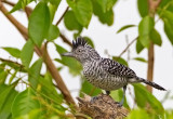 Barred Antshrike