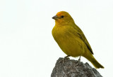 Saffron Finch