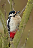 Great-spotted Woodpecker