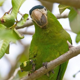 Red-shouldered Macaw