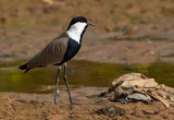 Spur-winged Plover