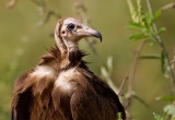 Hooded Vulture