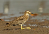 Senegal Thick-Knee