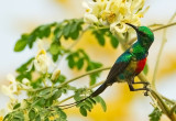 Beautiful Sunbird