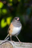 Dark-Eyed Junco, Week 1