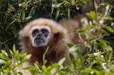 Gibbon, Oakland Zoo