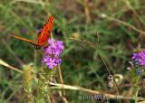 Gulf Fritillary