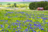 Wildflower Mount