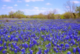 Meadow of Blue