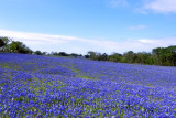 Texas Wildflower Report 2013