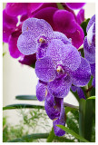 Ascocenda Jumbo Blue orchid