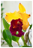 Brassolaeliocattleya Chunyeah