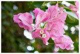Tropical pink flowers