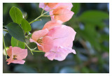 Tropical pink flowers