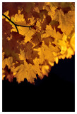 Night leaves