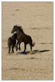 Wild Horses of the Namib