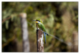 Swallow-tailed Bee-eater