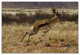 Springbok