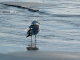 175 Winter seaagul in Maine 1.jpg