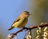 Warbling Vireo