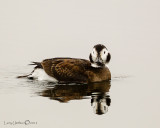 Long-tailed Duck