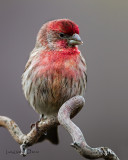 House Finch