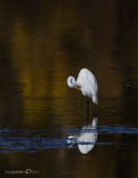 Great Egret