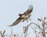 Red-tailed Hawk