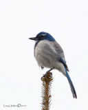 Scrub Jay